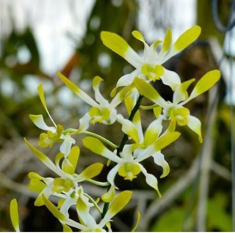 Dendrobium Green Rabbit