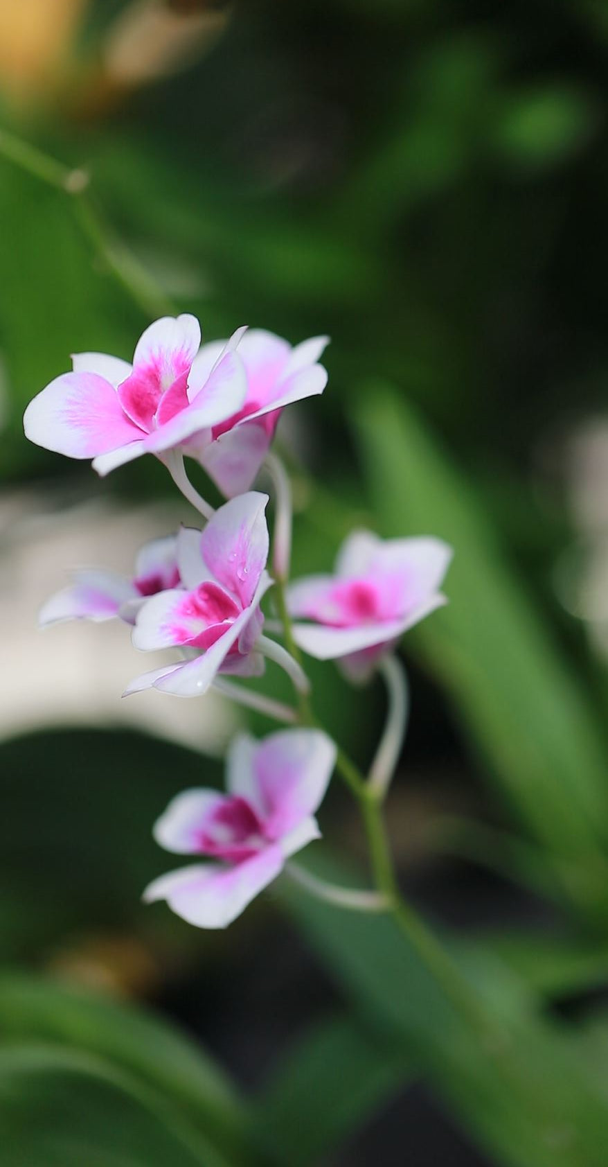 Dendrobium Yaya