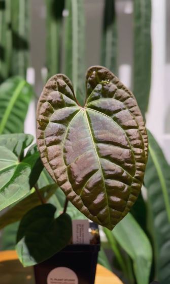 Anthurium Luxurian X Besseae