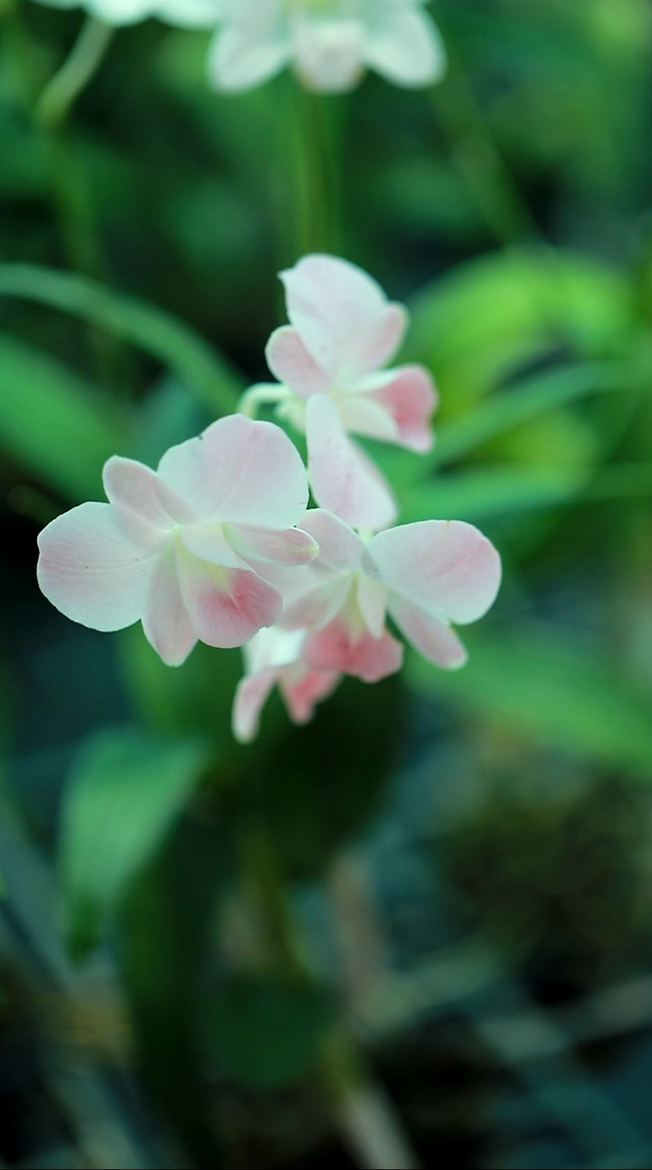 Dendrobium Visa Peach