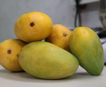 Cheruku Rasalu Mango Grafted Exotic Fruit Plant