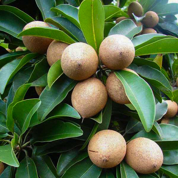 Chikku Sapote Exotic Fruit Plants (Manilkara Zapota)