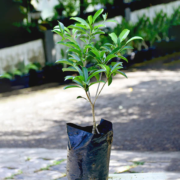 Chikku Sapote Exotic Fruit Plants (Manilkara Zapota)