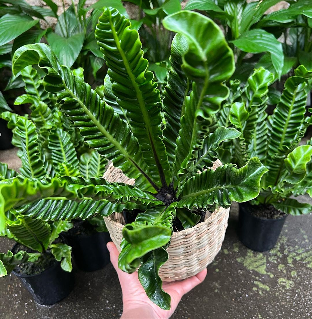 Cobra Fern