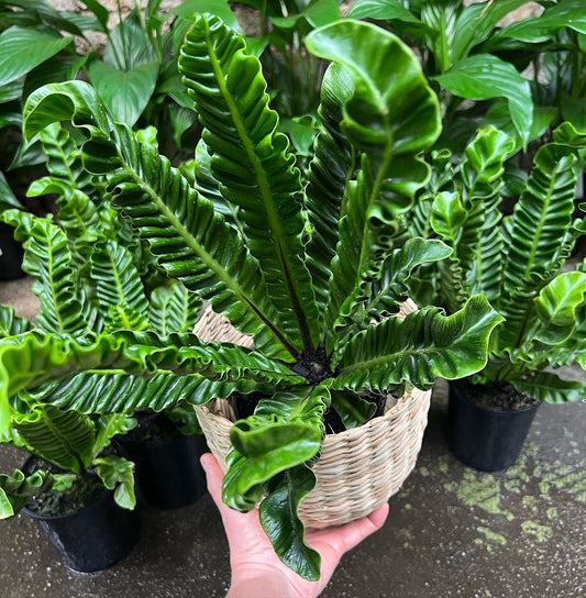 Cobra Fern