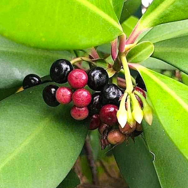 Coralberry Exotic Fruit Plants (Ardisia Elliptica)