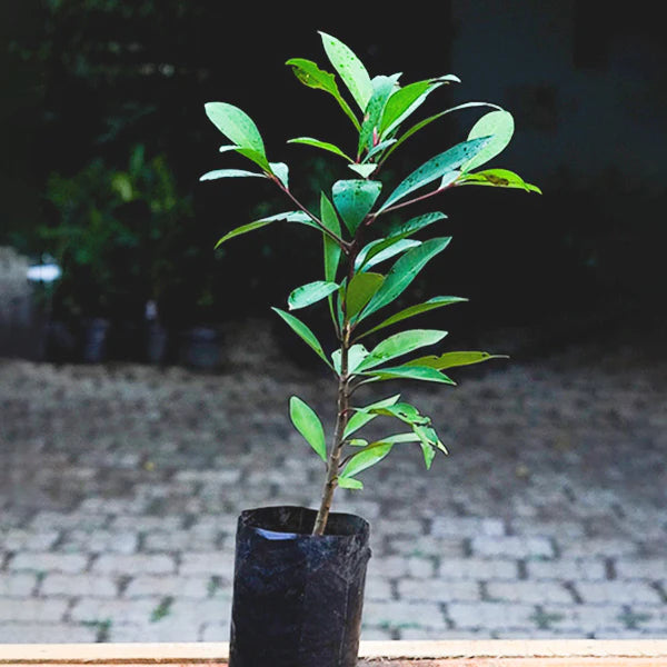 Coralberry Exotic Fruit Plants (Ardisia Elliptica)