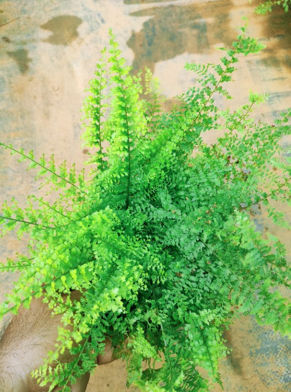 Cotton Candy Fern