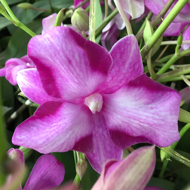 Dendrobium Starfish