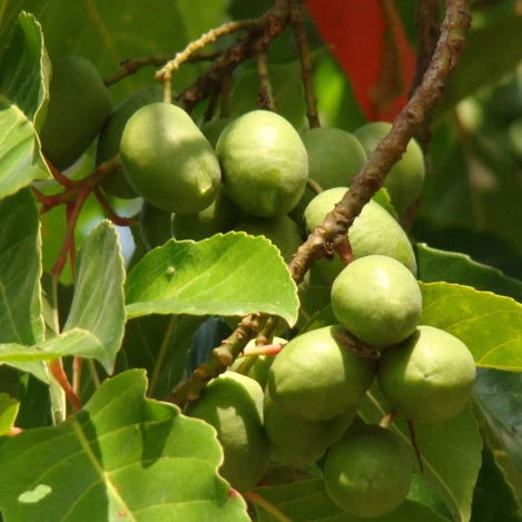 Ceylon Olive Exotic Fruit Plant (Elaeocarpus Serratus)