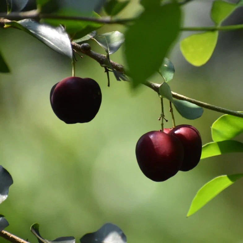Sweet Acerola Cherry Exotic Fruit Plants (Malpighia Emarginata)