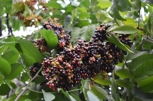 KAK JAM Fruit Exotic Fruit Plants (Lepisanthes Rubiginosa)