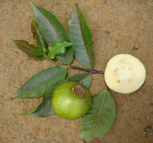 Brazilian Perfumed Guava Exotic Fruit Plant (Psidium acutangulum)