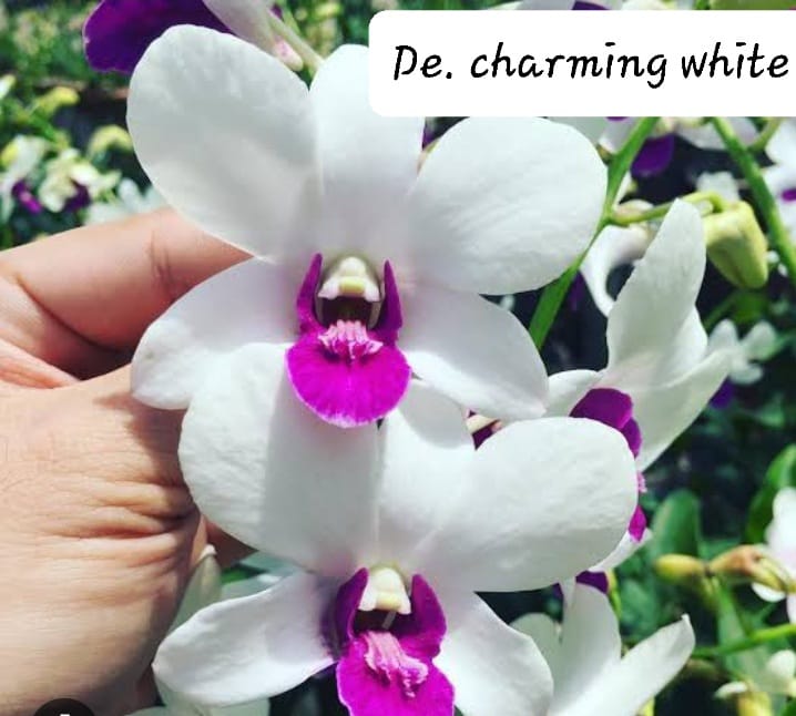 dendrobium-charming-white