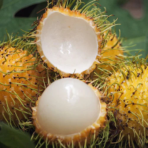 E35 Rambutan Grafted Exotic Fruit Plants (Yellow )