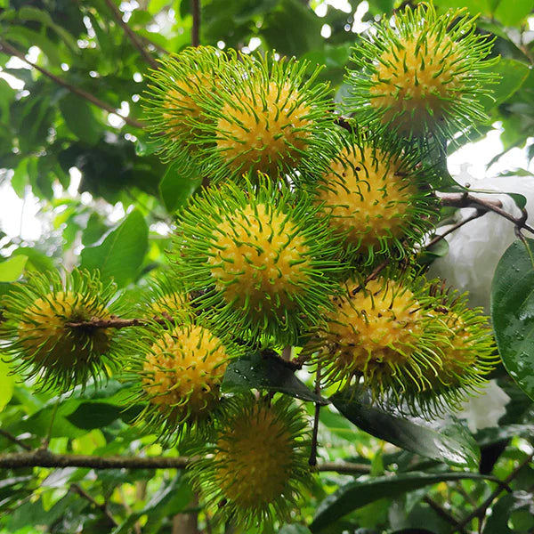 E35 Rambutan Grafted Exotic Fruit Plants (Yellow )