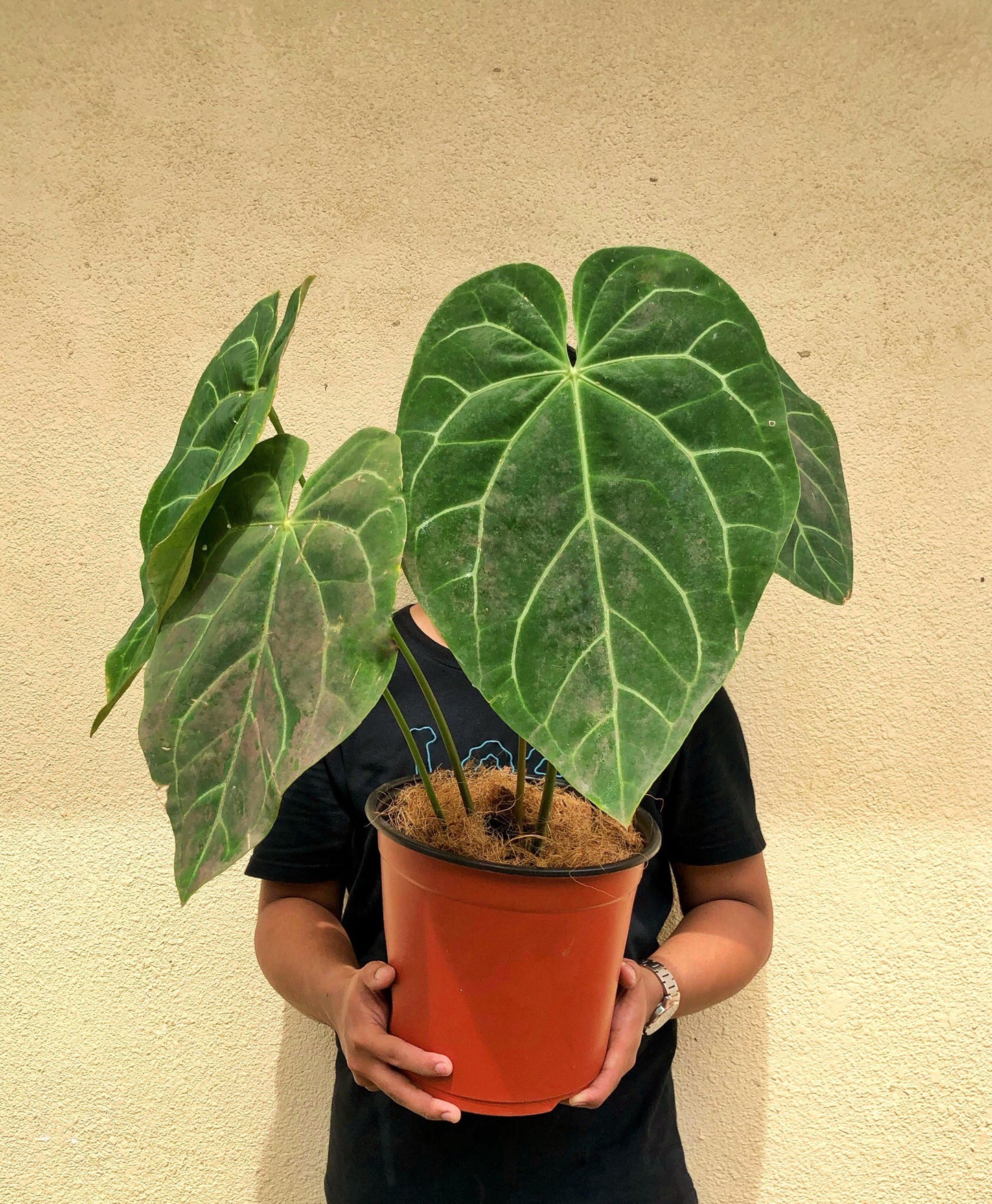 Anthurium Magnificum 'Matured'