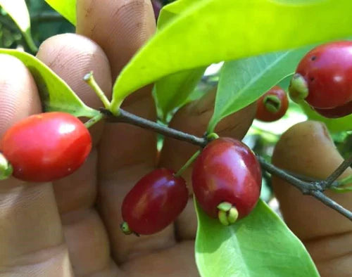 Pitanga de Perdiz Exotic Fruit Plants(Eugenia Observa)