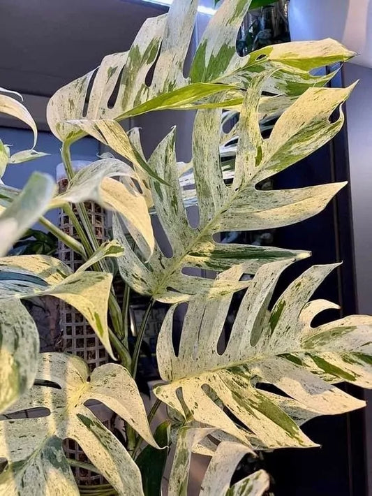 Epipremnum Marble Matured Leaf Variegated