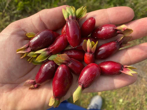 Savannah Cherry Exotic Fruit Plants (Eugenia Calycina)