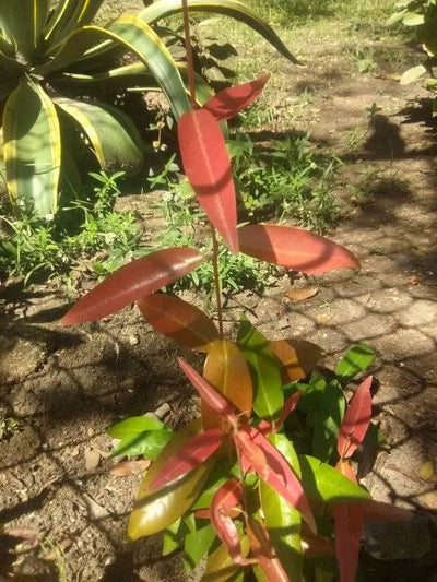 Ubaia Exotic Fruit Plants (Eugenia patrisii)