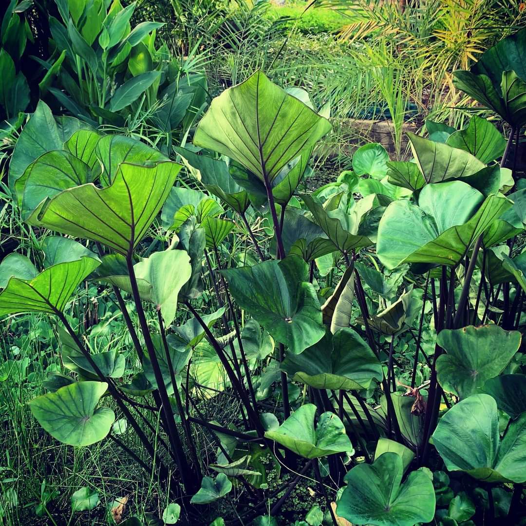 Colocasia Tea Cup