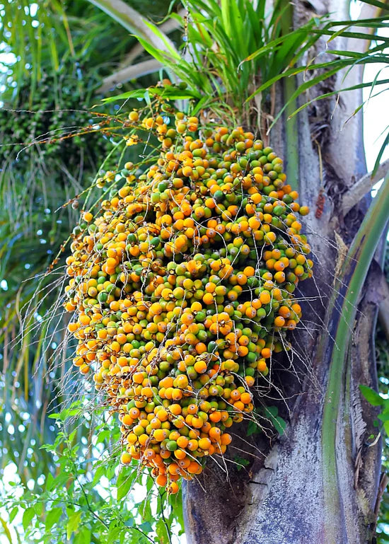 Butia Palm Exotic Fruit Plant (Butia Capitata)