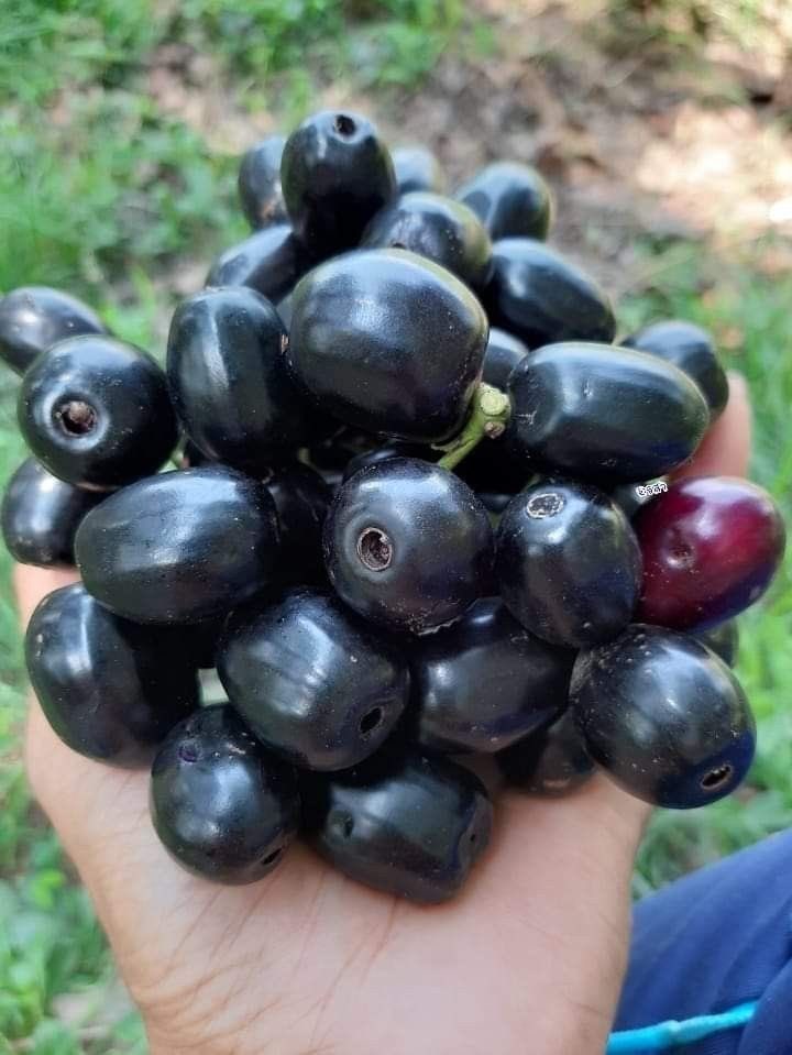 Black Jamun Exotic Fruit Plants (Syzygium Cumini)