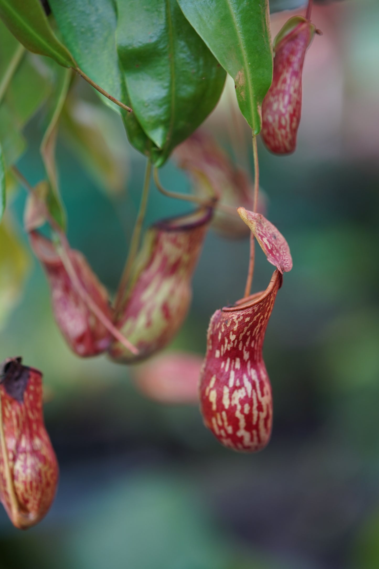 Pitcher Plant Dotted 'Bushy'