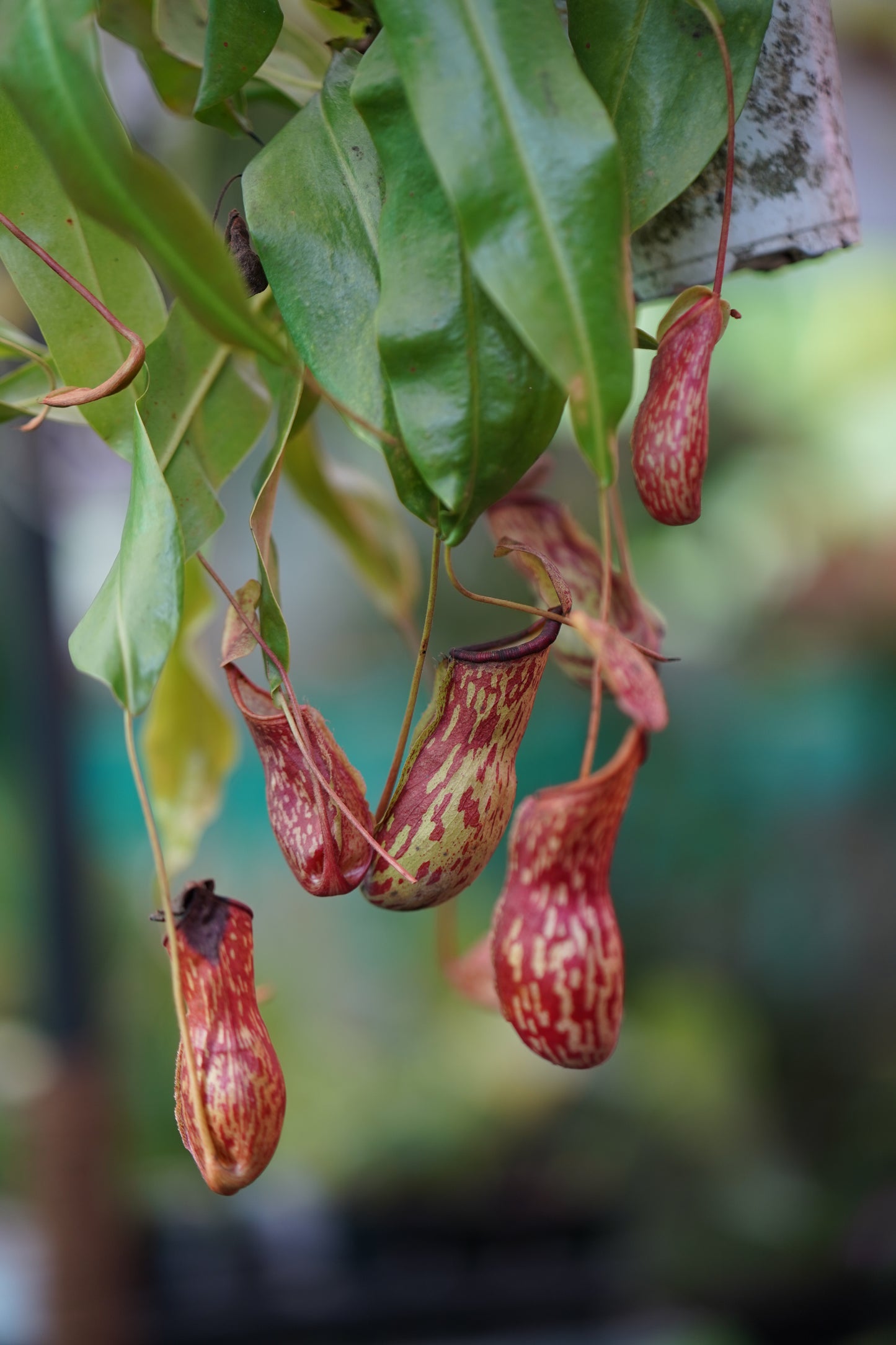 Pitcher Plant Dotted 'Bushy'