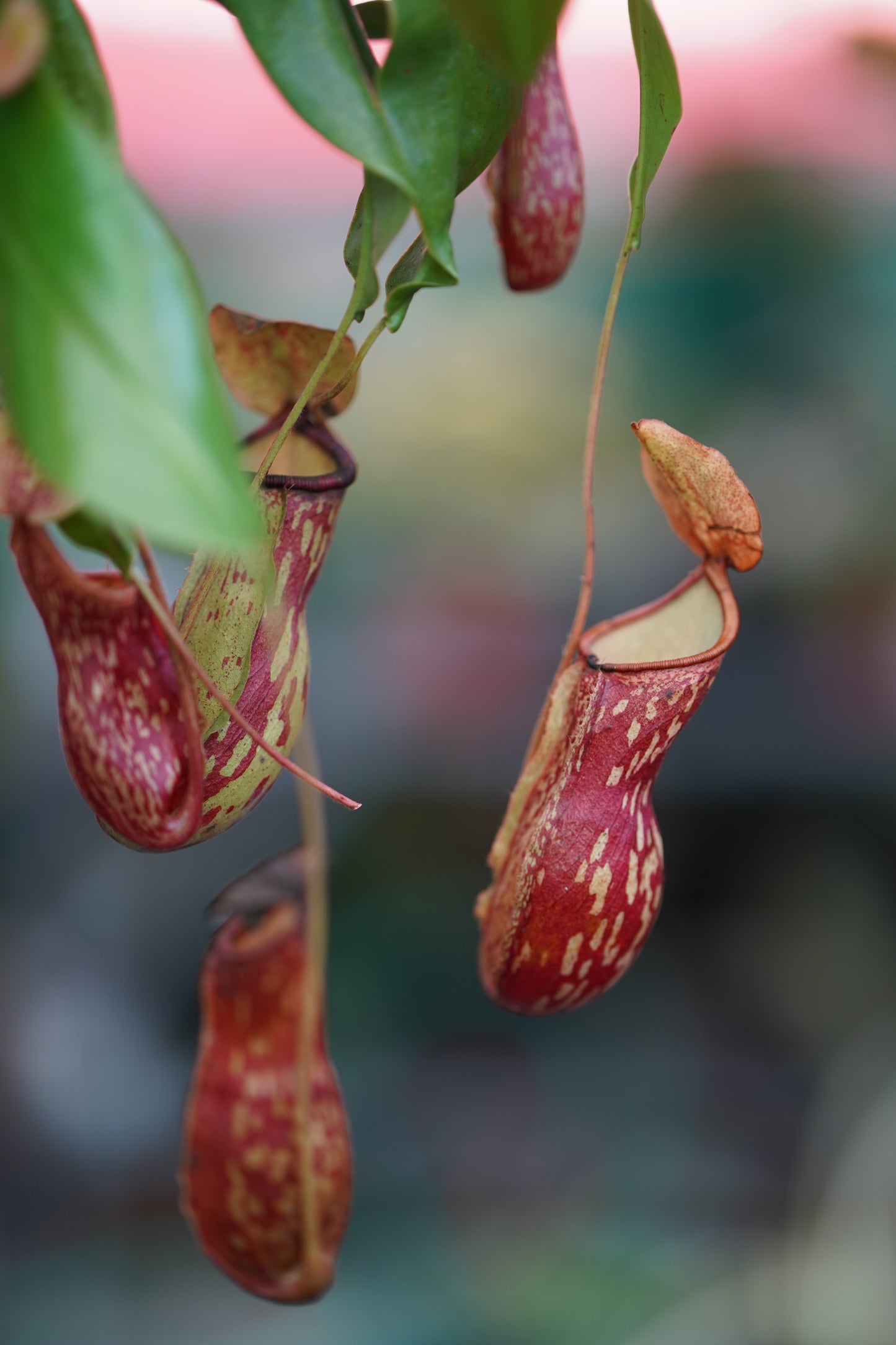 Pitcher Plant Dotted 'Bushy'