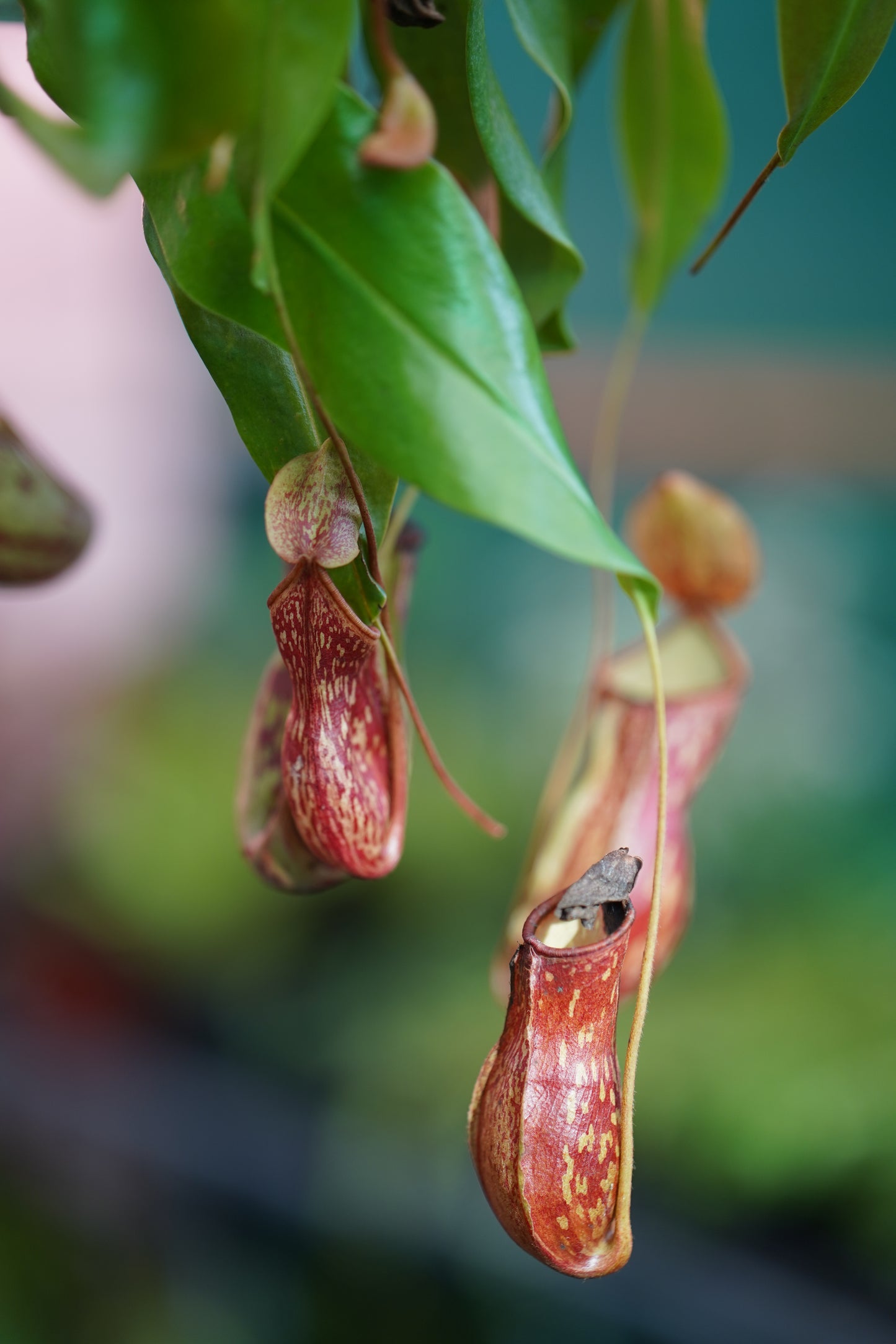 Pitcher Plant Dotted 'Bushy'