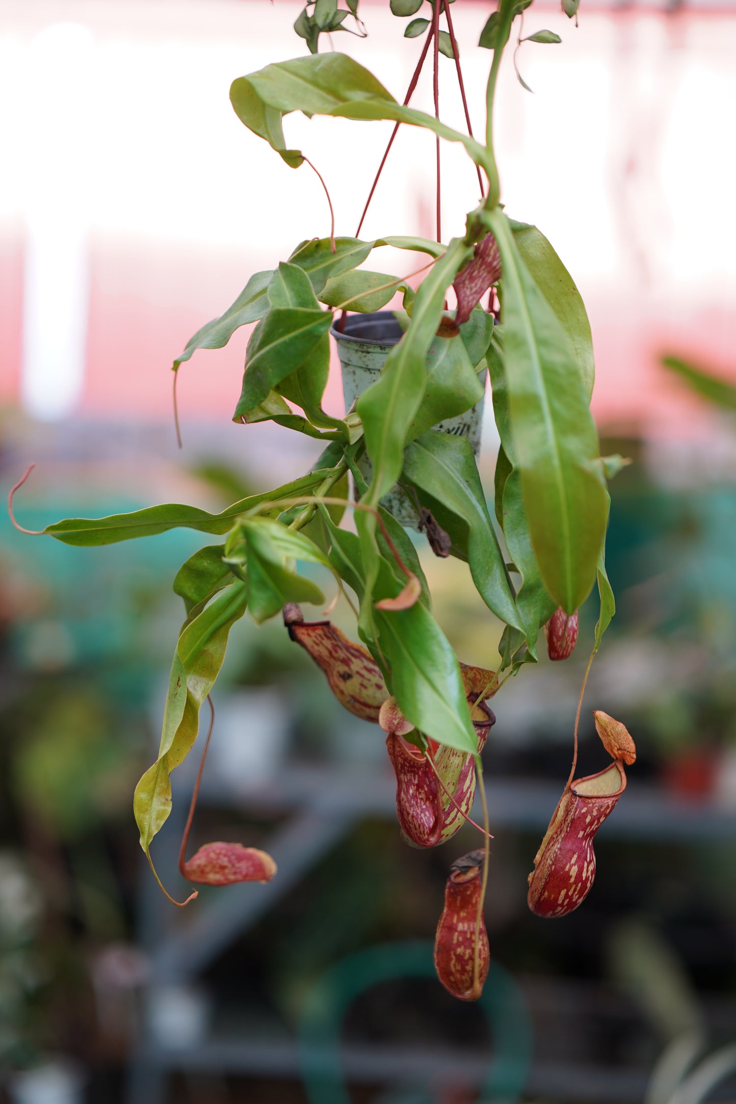 Pitcher Plant Dotted 'Bushy'