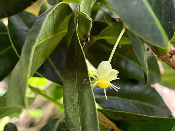 Cuban Mangosteen Exotic Fruit Plant (Garcinia Aristata)