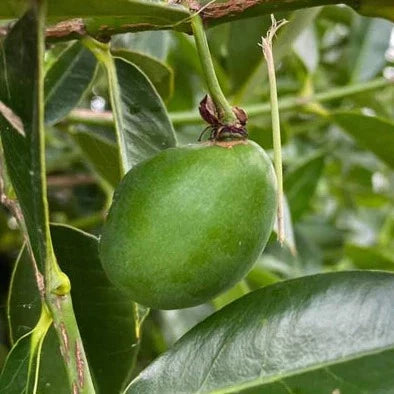 Cuban Mangosteen Exotic Fruit Plant (Garcinia Aristata)