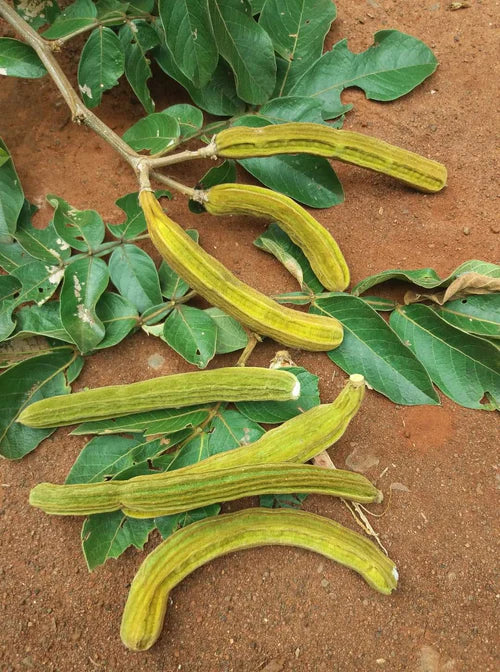 Ice Cream Bean Exotic Fruit Plants (Inga Edulis)