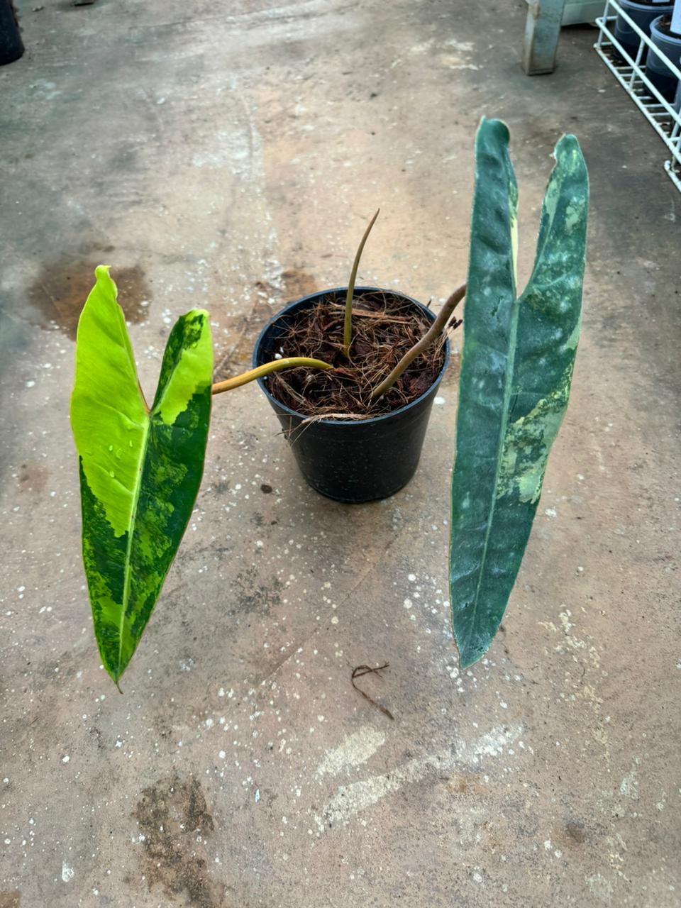 Philodendron Billietiae Variegated