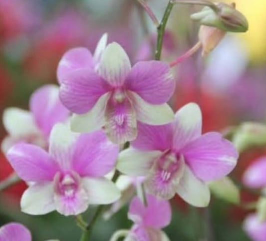 dendrobium-burana-jade-x-doreen