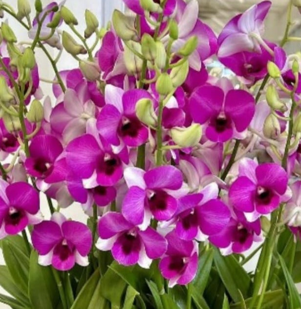 dendrobium-air-two-tone