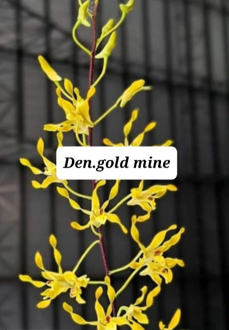 dendrobium-gold-mine