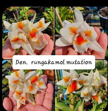 Dendrobium Rungakamol Mutation