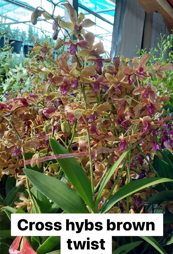 Dendrobium Cross Hybs Brown Twist