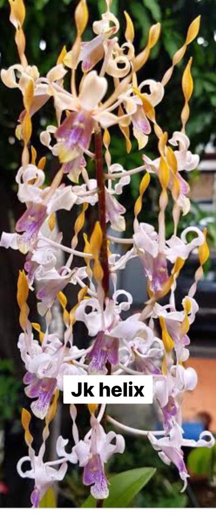 Dendrobium Jk Helix