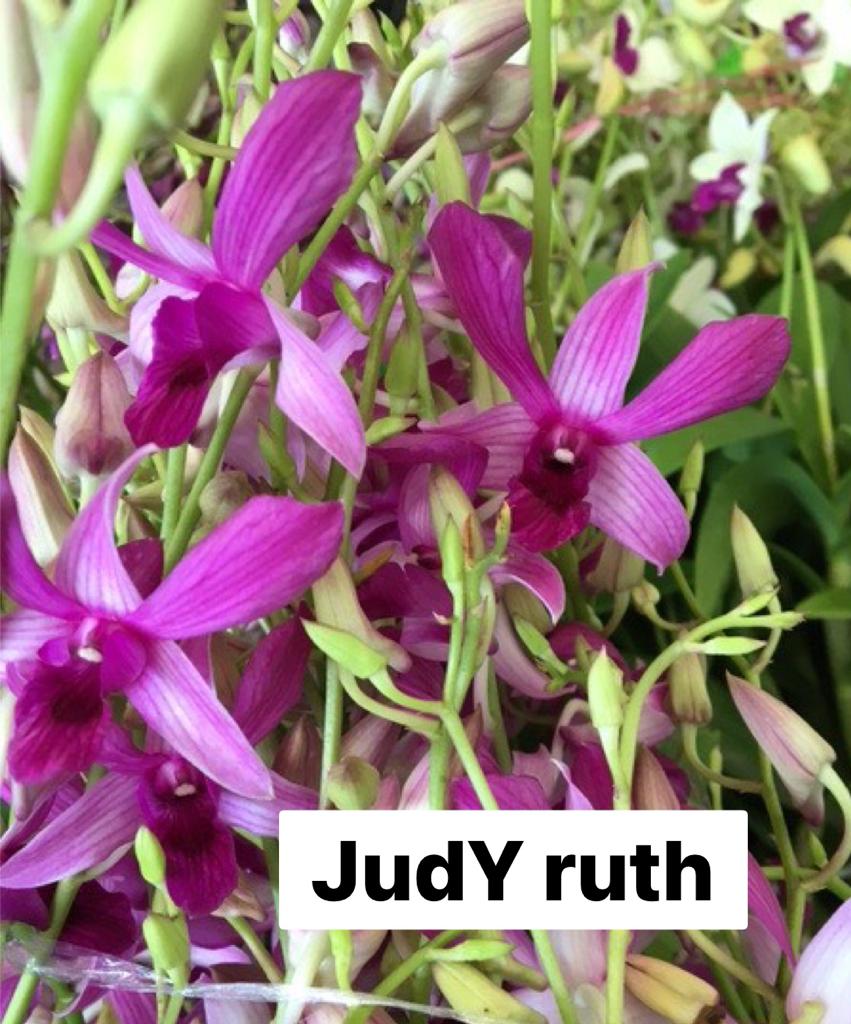 Dendrobium Judy Ruth