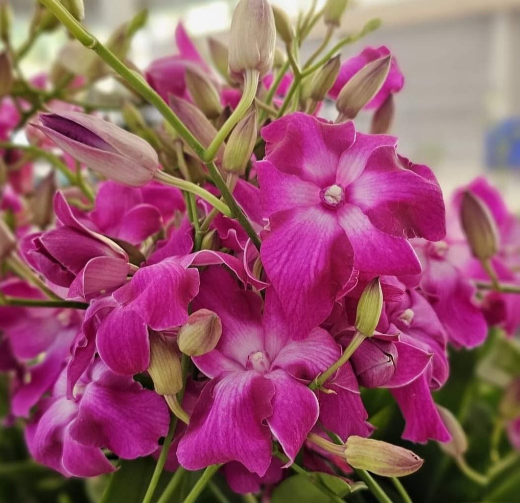 Dendrobium Starfish