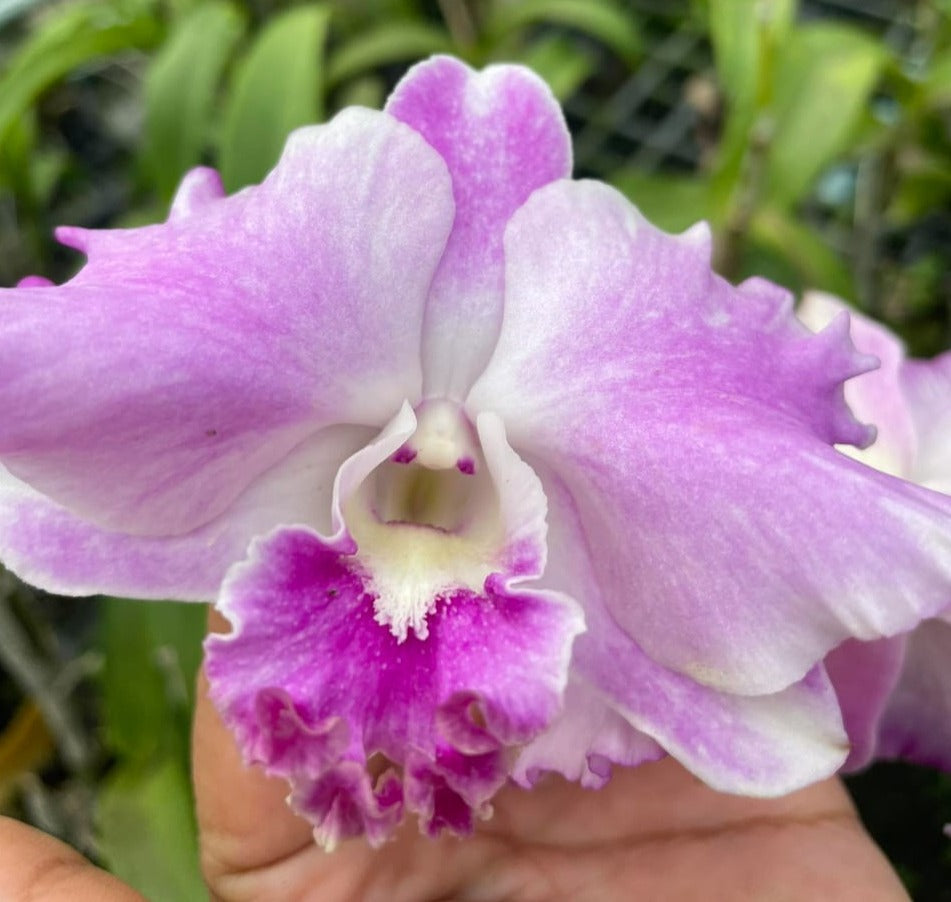 Dendrobium King Pink