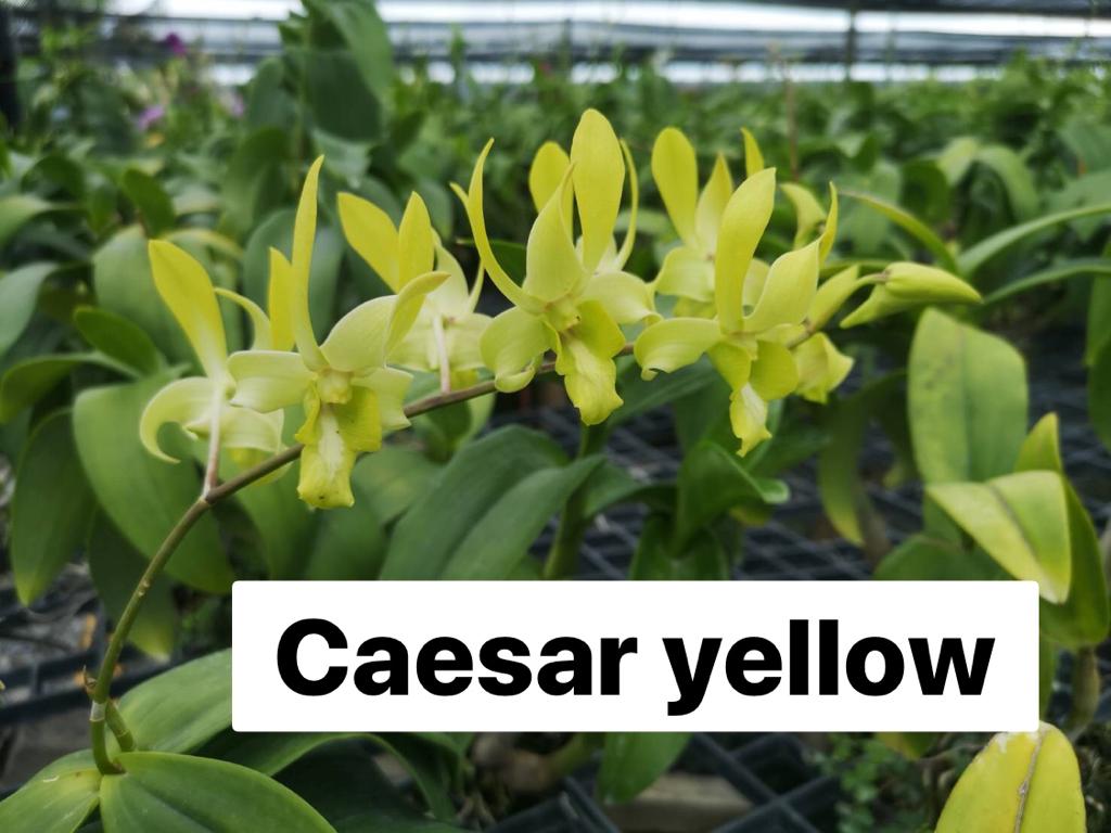 Dendrobium Caesar Yellow