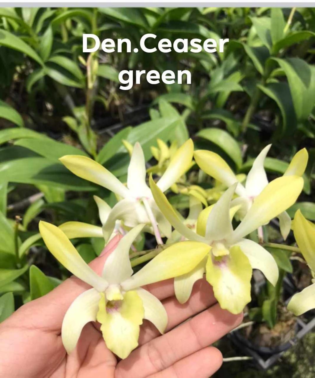 Dendrobium Caesar Green