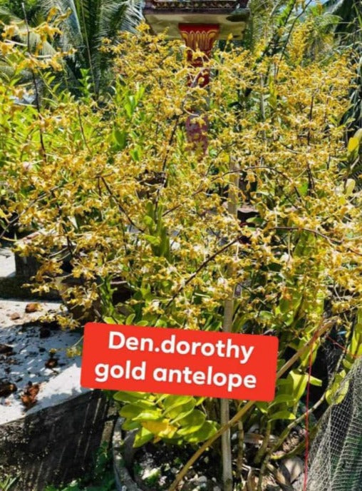 Dendrobium Dorothy Gold Antelope