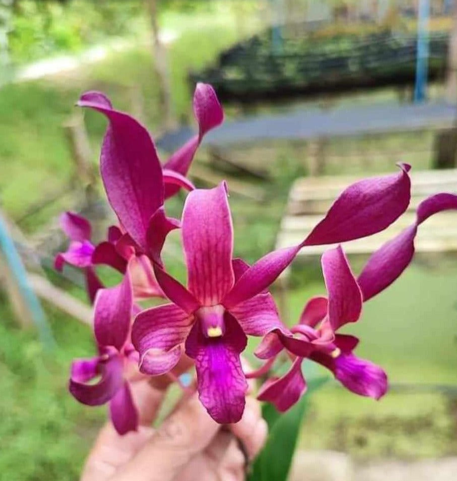 Dendrobium Vietum Red